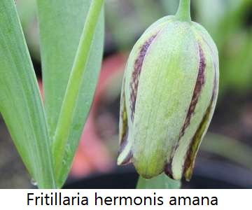 Fritillaria hermonis amana